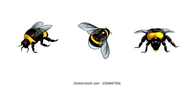 Vector isolated bees from different points of view.