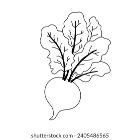 Vector isolated beet beetroot with tops vegetable colorless black and white contour line easy drawing