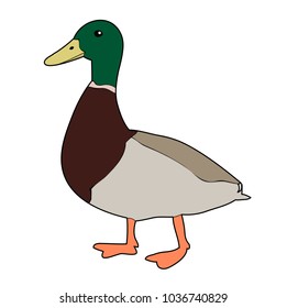 vector, isolated bird drake