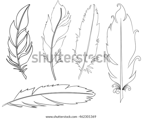 Vector Isolated Bird Feather Contour Set Stock Vector (Royalty Free ...