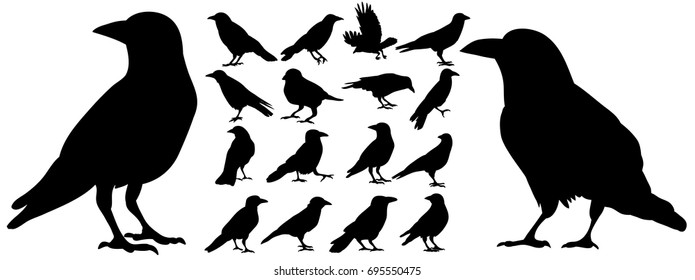 Vector, isolated black silhouette bird, crow collection