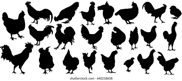 Vector, isolated, black silhouette of chick, chicken, rooster, collection