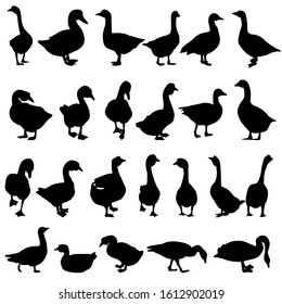 vector, isolated, black silhouette set of geese and ducks