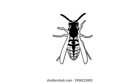 Vector Isolated Black and White Illustration of a Wasp. Wasp Icon