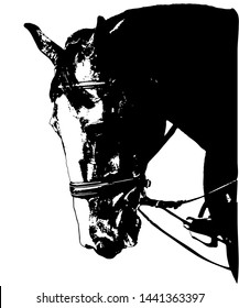 vector isolated black and white image of horse head in bridle