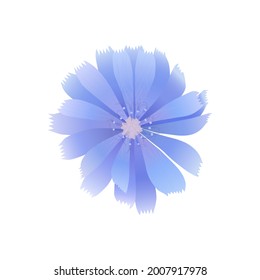 Vector isolated blue chicory flower on a white background ready for use. Cichorium