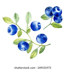 vector isolated blueberry 