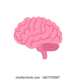 Vector isolated brain. Illustration for label of medicine, advertisement poster or banner for psychologist or department of neurology, design for website or article about mental health or neuroscience