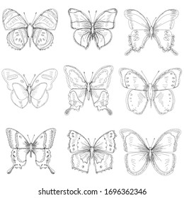 vector, isolated, butterfly sketch set, collection