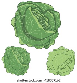 vector, isolated cabbage
