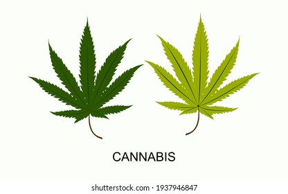 大麻 の画像 写真素材 ベクター画像 Shutterstock