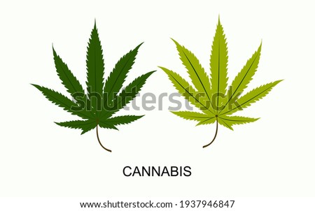 vector isolated cannabis green leaf 