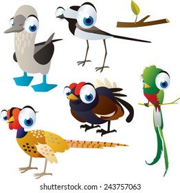 vector isolated cartoon cute animals set: birds: wildgrouse, booby, quetzal, pheasant, wagtail