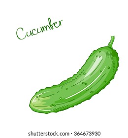 vector isolated cartoon fresh hand drawn pattypan cucumber