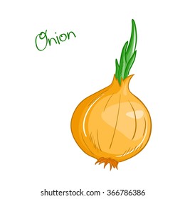 vector isolated cartoon fresh hand drawn onion