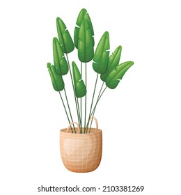 Vector Isolated Cartoon Illustration Of A Home Tropical Plant Bird Of Paradise, Strelizia, In A Pot Or Basket.