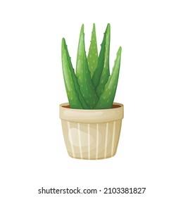 Vector isolated cartoon illustration of home potted succulent aloe vera plant.