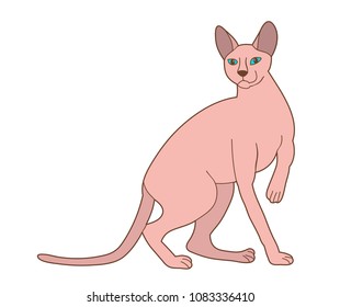 vector, isolated cat