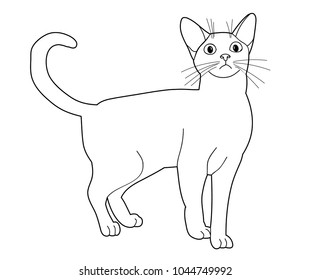 vector, isolated cat sketch on white background