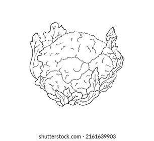 Vector Isolated Cauliflower Head With Leaves Colorless Black And White Contour Line Drawing