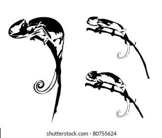 vector isolated chameleon
