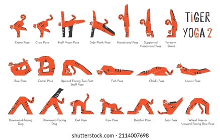 Vector isolated collection with animal cartoon character having yoga practice. Asian tiger learns relaxing and stretching poses and asanas. Illustration set of basic fitness exercise for beginners