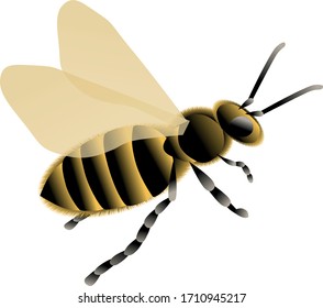 Vector isolated colored insect bee