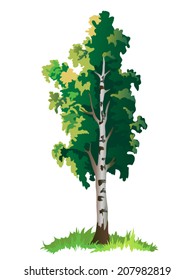 Vector isolated colorful birch tree