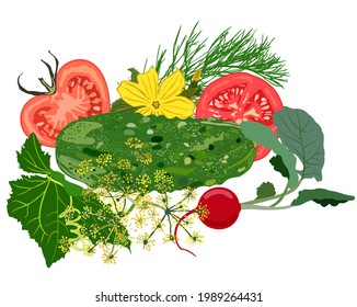 Vector isolated composition of different vegetables: tomatoes, cucumder, radish, dill, cucumber leaves and flowers on white background.