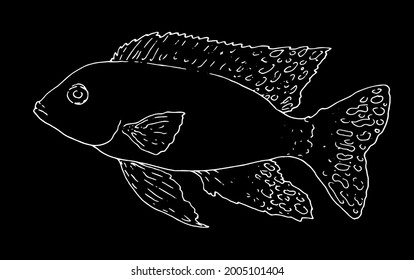 Vector isolated contour of aquarium fish Aulonocara firefish hand-drawn in sketch style with a white line on a black background for a signboard design template, logo packaging. fish from the aquarium