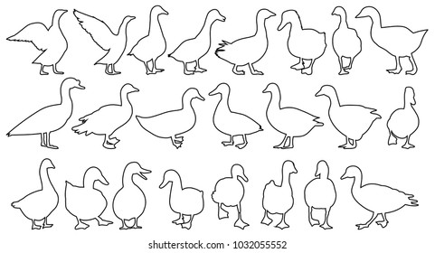 vector, isolated contour bird ducks, goose, set
