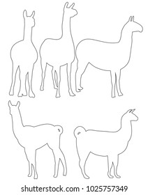 vector, isolated contour llama, set