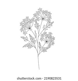 Vector isolated cow parsley flowers colorless black and white contour line easy drawing