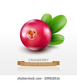 Vector isolated cranberries on a white background