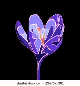Vector isolated crocus illustration with neon effect.