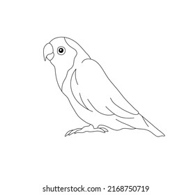 how to draw a lovebird