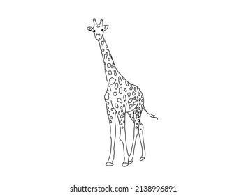 Vector isolated cute cartoon walking giraffe colorless black and white contour line drawing