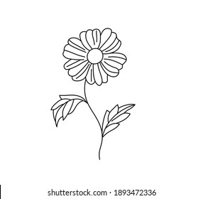 Vector isolated cute simple contour doodle cosmos flower camomile hand drawing floral herbal sketch. Colorless black line simple outline drawing herbal flower decorative element.