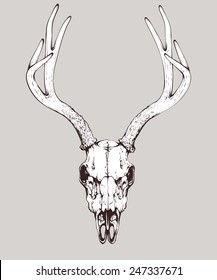 vector isolated deer skull