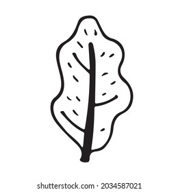 Vector isolated doodle illustration of oak leaf in line art style.