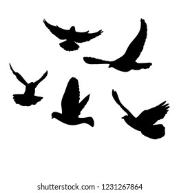 vector, isolated, dove silhouette, flying flock of birds