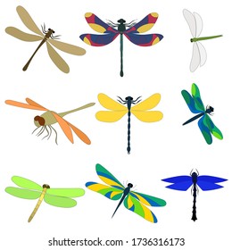 Vector White Background Dragonfly Insect Set Stock Vector (Royalty Free ...