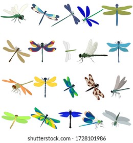 vector, isolated, dragonfly, set, collection