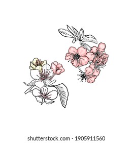 Vector Isolated drawing of cherry, pear, apple flowers. Fruit flower for printing on textiles, blank for designers, logo, icon