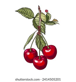 Vector Isolated drawing of cherry, pear, apple flowers. Fruit flower for printing on textiles, blank for designers, logo, icon