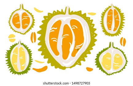 Vector isolated durian fruits. Colourful sketches hand drawn on transparent background in vintage retro style