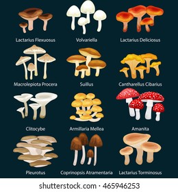 Vector isolated edible natural mushrooms in nature set, organic vegetable food collection of illustrations, forest . mushroom illustration with cap and steam, autumn