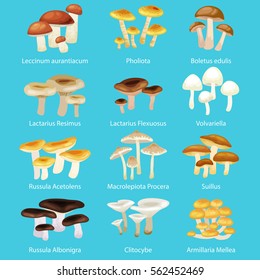 Vector isolated edible natural mushrooms in nature set, organic vegetable food collection of illustrations, forest . mushroom illustration with cap and steam, autumn