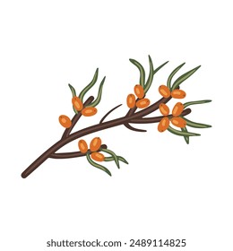 Vector isolated element. A branch of sea buckthorn. Berry. Autumn time. Harvesting. Color image on a white background. The print is used for packaging design.
