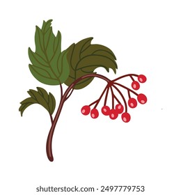 Vector isolated element. A branch of viburnum vulgaris. Berry. Autumn time. Harvesting. Color image on a white background. The print is used for packaging design.